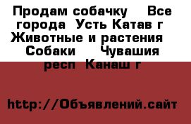 Продам собачку  - Все города, Усть-Катав г. Животные и растения » Собаки   . Чувашия респ.,Канаш г.